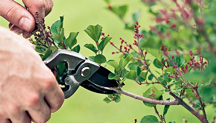 Spring Pruning 101