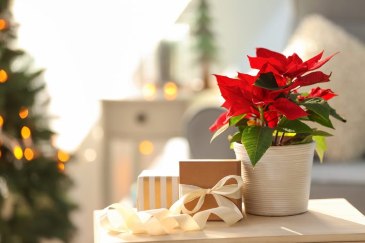 15 Ways to Display Poinsettias Throughout Your New Home in Johns Creek Georgia