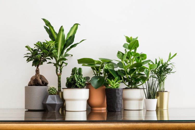 Brighten Up Your Sandy Springs Custom Home with These Easy Houseplants