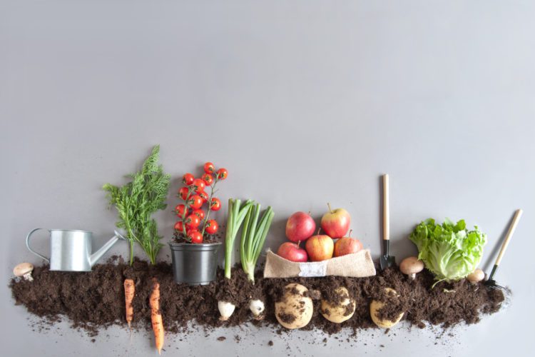 The Best Vegetables To Grow in Your Beaufort Custom Homes Garden