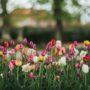 Spring Gardening Tips From Beaufort Custom Home Builders