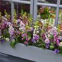 Bring Charm to Your Hilton Head Custom Home with WIndow Boxes