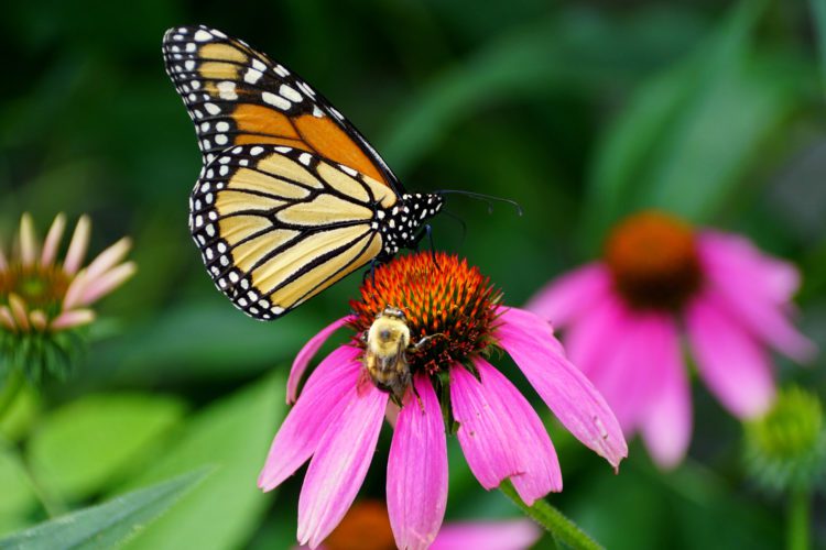 Top Plants To Draw Pollinators to Your Savanah Custom Home Garden