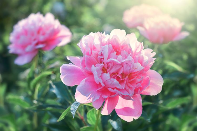 Low Maintenance Flowers To Add To Your Bluffton Custom Home’s Garden This Summer