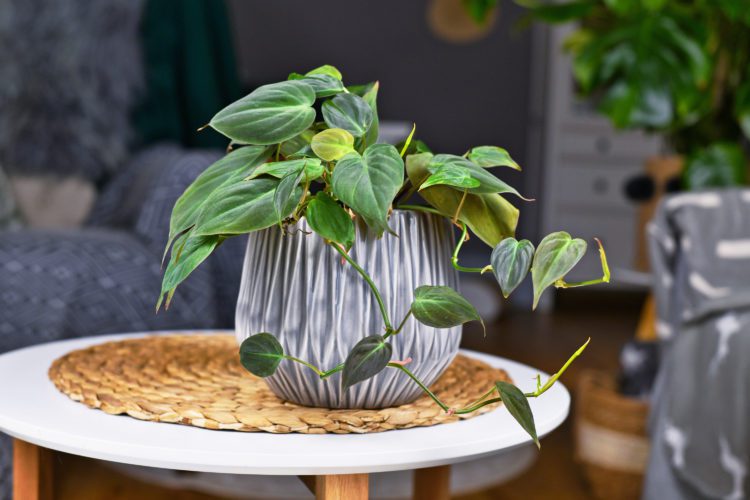 Brighten Up Your Bluffton Home With These Easy Houseplants