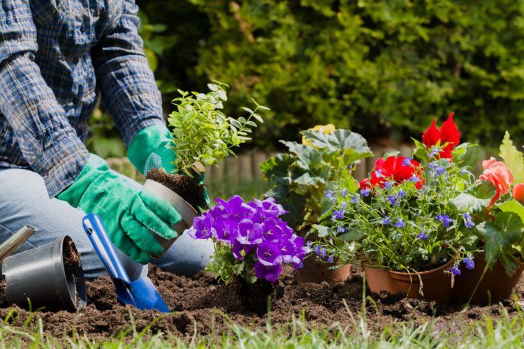 Atlanta Home Garden Tips: How To Keep Your Hydrangeas Fresh