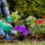 Atlanta Home Garden Tips: How To Keep Your Hydrangeas Fresh