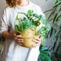 Houseplants To Show Off In Your South Carolina Custom Home