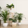 Ultimate Indoor Plant List for Your New Home in Johns Creek, GA