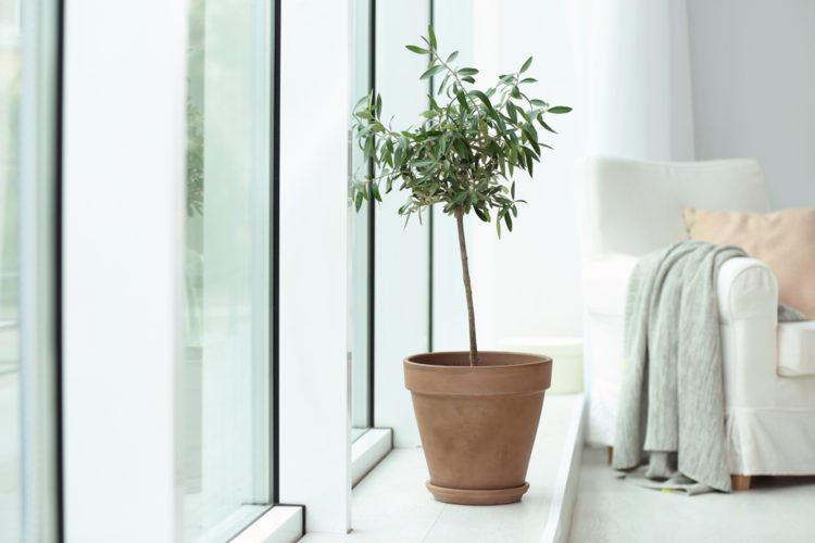 Indoor Tree Tips for Atlanta Custom Home Builders You Need To Know
