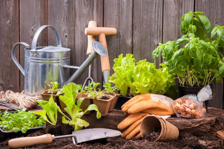 Plants To Avoid For Your Custom Home Garden