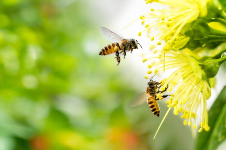 Georgia Science Community Teaches Garden Enthusiasts and Green Builders the Importance of Pollination