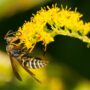Get Rid of Pesky Wasps Around Your Atlanta GA Home With These Tips