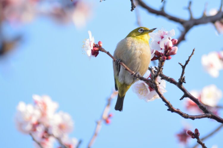 How to Attract Garden-Friendly Birds to Your Atlanta Modern Home