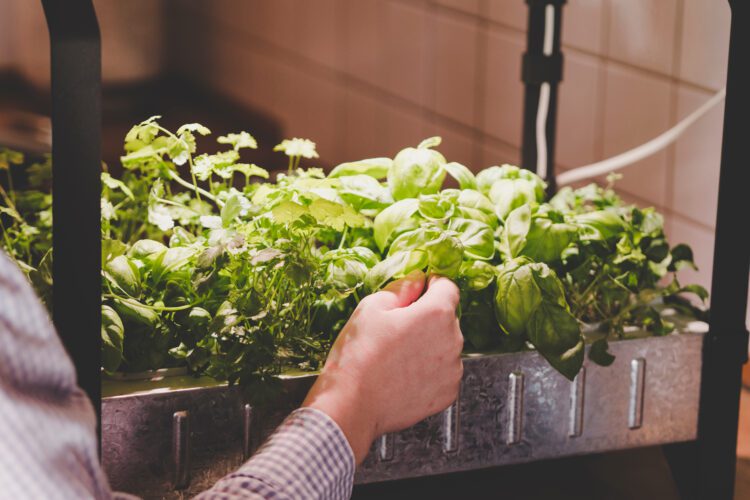 Growing Your Own Food for Alpharetta New Homes