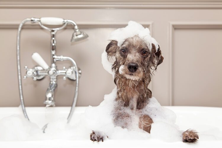 <strong>4 Benefits of Having a Dog and Cat Washroom in Your Custom Home</strong>